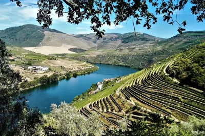 Découvrez la vallée du douro avec un tour privé au départ de porto. dégustez moscatel, porto, huile d’olive et savourez un déjeuner chez des producteurs locaux. prise en charge incluse.
