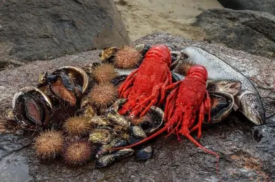 Croisière fruits de mer Tasmanie Hobart : Guide plonge pour l’ormeau