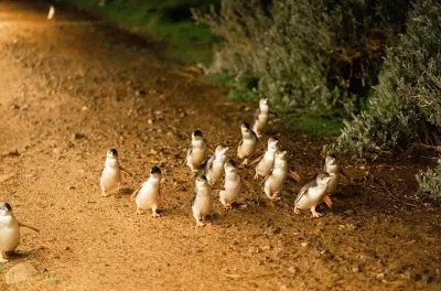 Phillip Island: Vinho, vida selvagem e pinguins ao pôr do sol