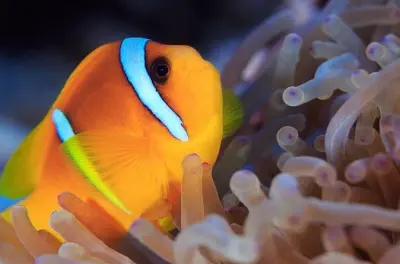 Immersioni a Tahiti: 2 discese, adatte ai principianti
