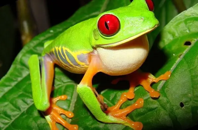 Tour Costa Rica 13 jours : Jungle, volcan, forêt de nuages et plage