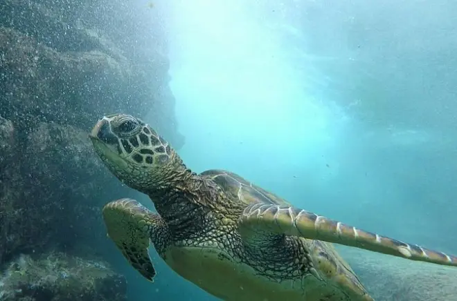 Snorkeling sulla costa di Kona: Makalawena Bay con fauna marina
