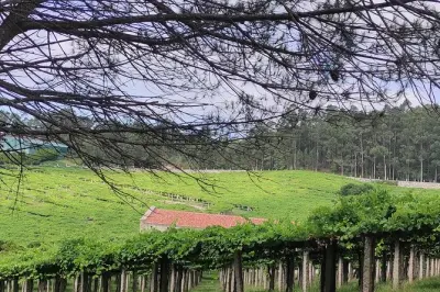 Rías Baixas privée : Vignobles et village pittoresque de Combarro