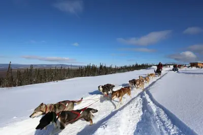 1-Hour Dog Sledding Tour in Fairbanks: Mush with Huskies
