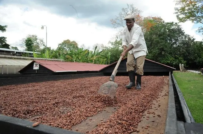 Cacao Plantation & Chocolate Factory Tour: Dominican Republic