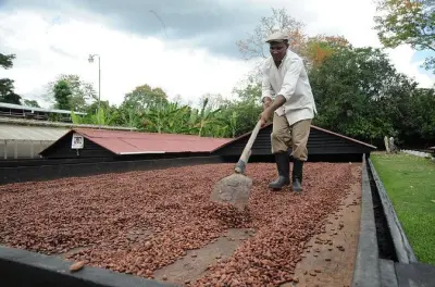 Cacao Plantation & Chocolate Factory Tour: Dominican Republic