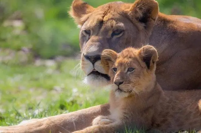 Friguia Park e medina di Hammamet: Accesso privato alla fauna selvatica