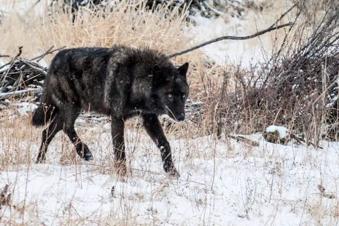 Yellowstone Wildlife & Wolf Tour: Privat mit Mittagessen