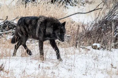 Fauna di Yellowstone e lupi: Tour privato con pranzo