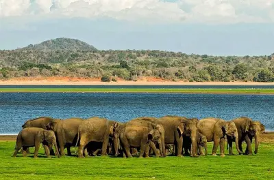 Sigiriya Minneriya : Véhicule privé, éléphants sauvages