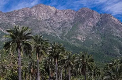 La Campana Park Hike: Chilean Palm Forest & Darwin's Route