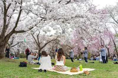 Fioritura ciliegi a Kanazawa con guida privata e percorso su misura