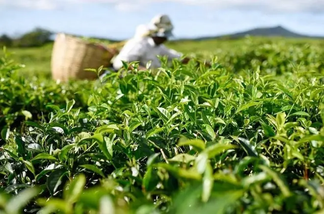 Ost-Mauritius: Teeplantage, Rum-Destillerie & Mahebourg