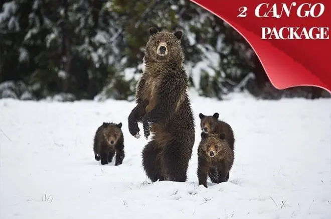 Yellowstone e Grand Teton no inverno: Tour de 5 dias saindo de Salt Lake City