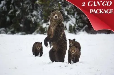 Yellowstone e Grand Teton no inverno: Tour de 5 dias saindo de Salt Lake City