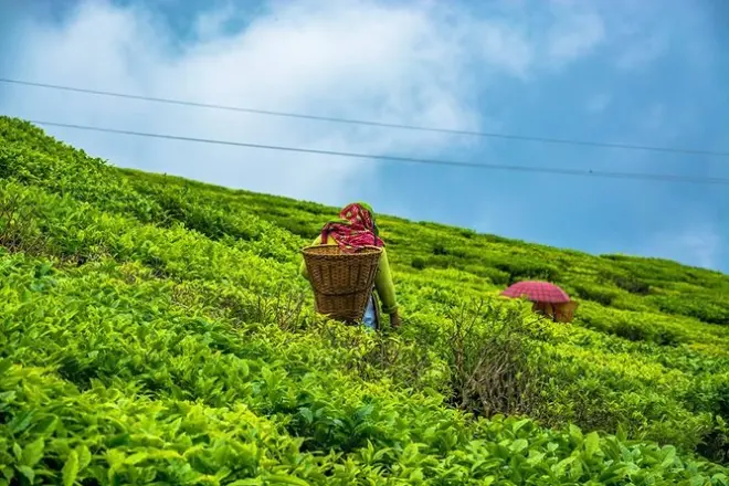 Darjeeling à Mirik : Jardins de thé et panoramas montagneux
