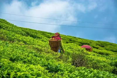 Darjeeling à Mirik : Jardins de thé et panoramas montagneux