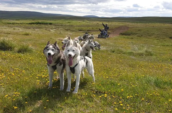 Hundeschlittenwagenfahrt in Island: Siberian Huskies bei Akureyri