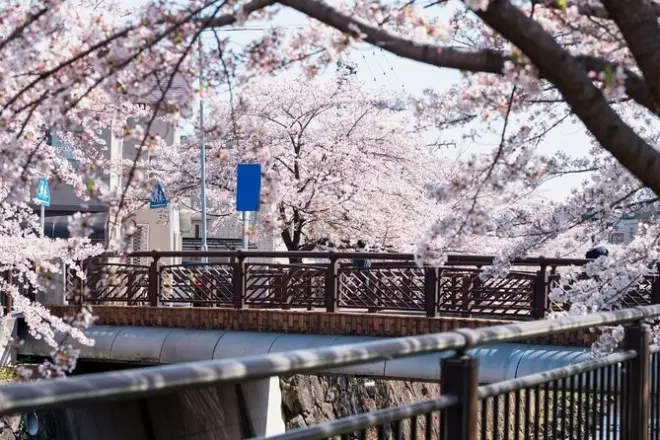 Esperienza privata a Nagoya tra i ciliegi in fiore con picnic