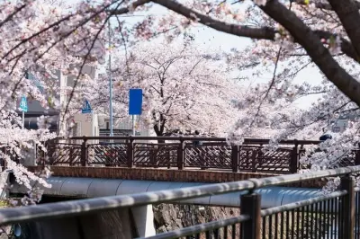 Esperienza privata a Nagoya tra i ciliegi in fiore con picnic