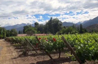 Tour vini valle di Aconcagua da Santiago: 3 cantine e degustazioni