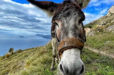 Trasferimento da Positano al Sentiero degli Dei: Pick-up in Mercedes