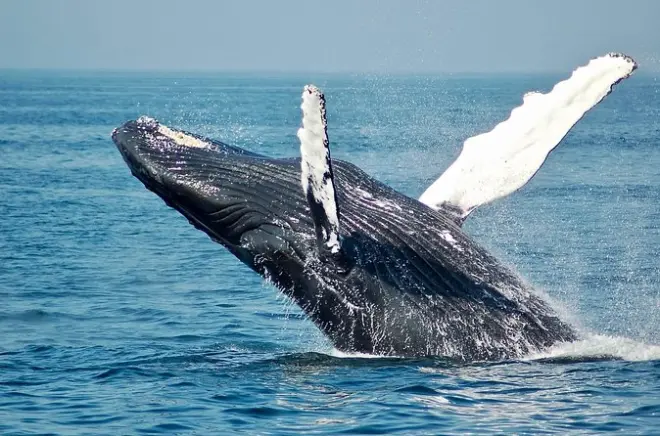 Cavalgada em Samana saindo de Punta Cana: Cachoeira e ilha
