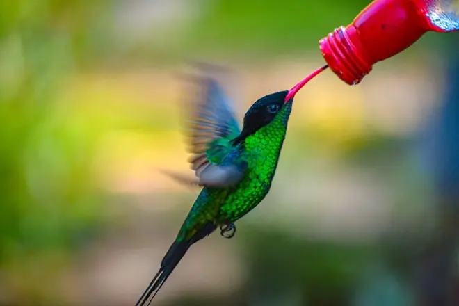 Rocklands Bird Sanctuary Privatführung ab Montego Bay