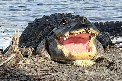 Airboat privado nos Everglades para ver vida selvagem natural