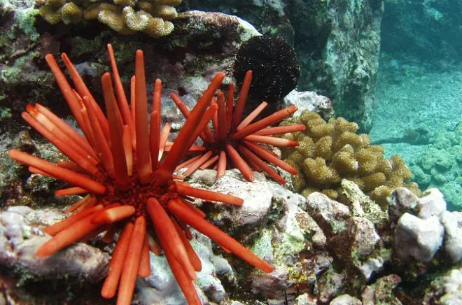 Schnorcheln Big Island: Private Kealakekua Bay Tour mit Ausrüstung