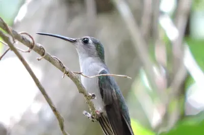 Sian Ka'an près de Playa del Carmen, observation d'oiseaux guidée