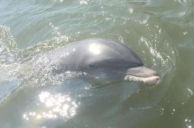 Wild Dolphin Tour Marco Island: Bottlenose Dolphins Excursion