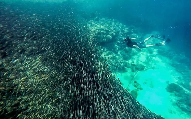 Snorkeling à Moalboal : Banc de sardines et canyoneering à Kawasan