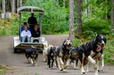 Feel the rush of a real sled dog ride in skagway, meet iditarod huskies, cuddle puppies, and hear stories from mushers. includes round-trip pickup and local guide.