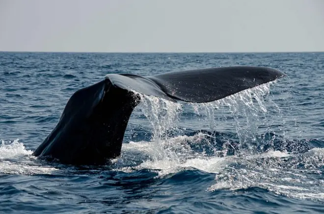 Bleik Canyon whale safari: Sperm whales and puffins