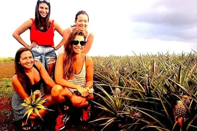 Découvrez la north shore d’oahu, goûtez le café aux noix de macadamia, observez les tortues et profitez d’un van confortable avec prise en charge à l’hôtel. plus d’arrêts, d’histoires 