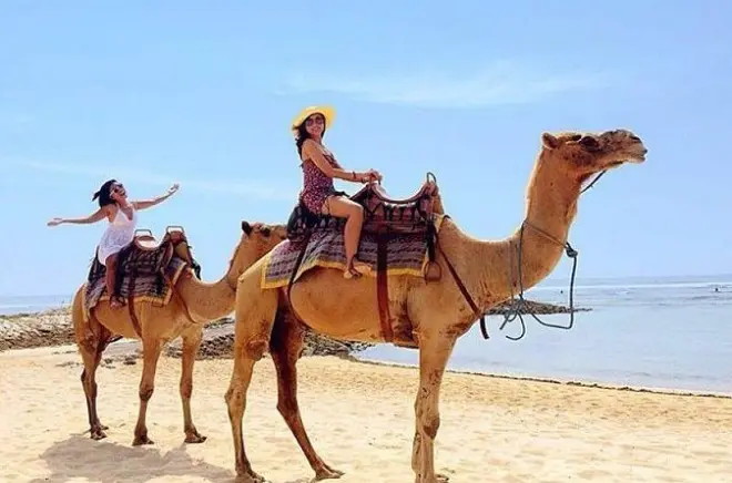 Camel Safari on Sawangan Coast, Nusa Dua: 30 minutes
