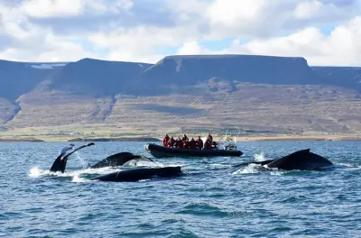 Observação de jubartes no Eyjafjord em Akureyri, 2 horas de RIB