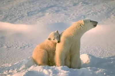 Ounasvaara and Ranua Zoo tour from Rovaniemi: Arctic wildlife