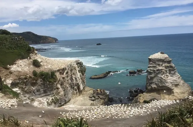 Auckland Westküste privat: Regenwald und Muriwai Beach