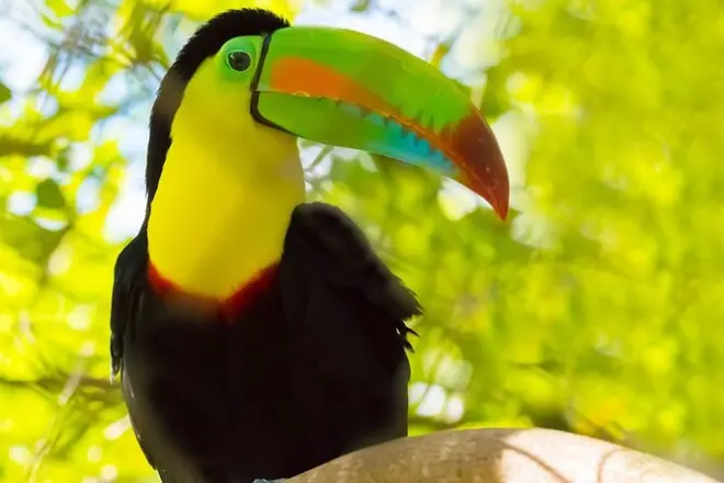 Sittee River Birdwatching Tour in Belize: 500+ Species