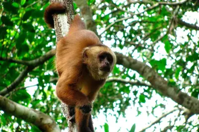 2-Day Tambopata Jungle Tour: Canopy Walk, Kayak & Lake Sandoval