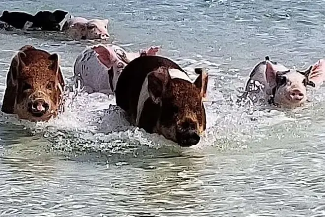 Nager avec les cochons à West End lors d'une journée à Grand Bahama