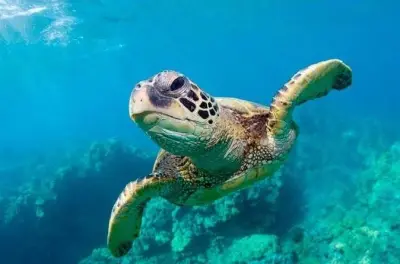 Snorkeling avec tortues marines à Freeport : Privé, sans horaire