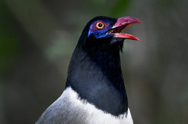 Khao Yai : Journée d’observation des oiseaux avec guide local