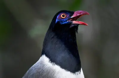 Khao Yai Bird Watching Tour: Full Day with Local Guide