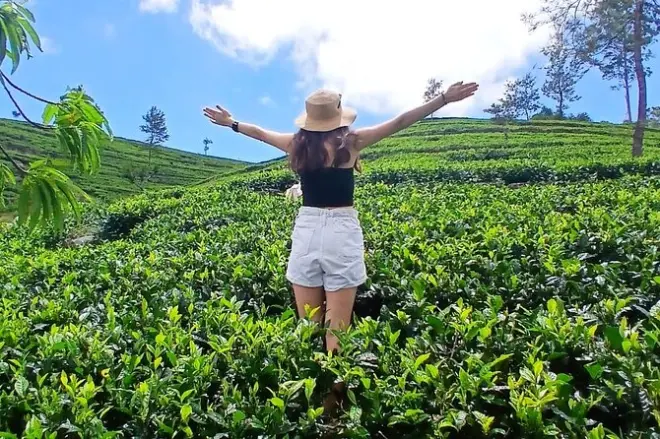 Nuwara Eliya : 2 domaines de thé et dégustations aux cascades