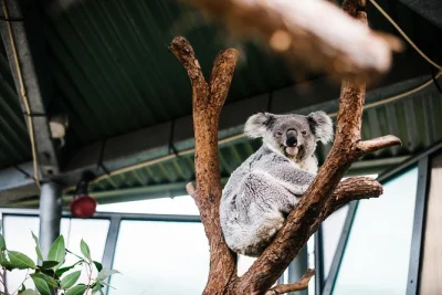 Descubre taronga zoo en sydney, conoce animales nativos de cerca, charla con cuidadores y disfruta de un tour en grupo pequeño con entrada incluida.
