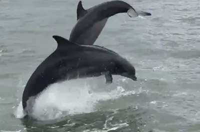 Avvistamento delfini a Galveston con capitani esperti e gruppi piccoli