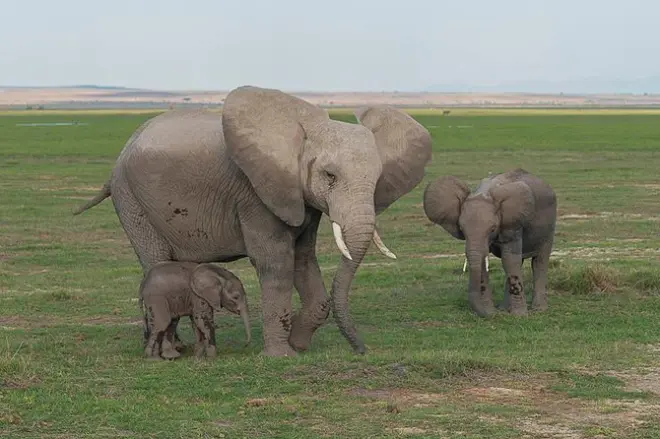 Tsavo East & Amboseli 3-tägige Safari mit Pirschfahrten